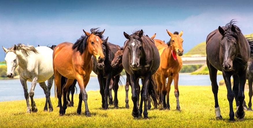 战马都要打马蹄吗,为什么野马不用钉马蹄铁