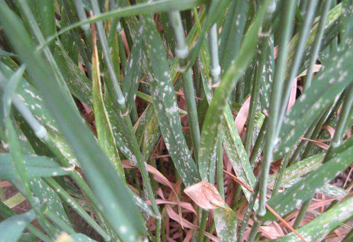 小麦叶片上有黄斑点什么原因,小麦叶片有黄锈是什么病