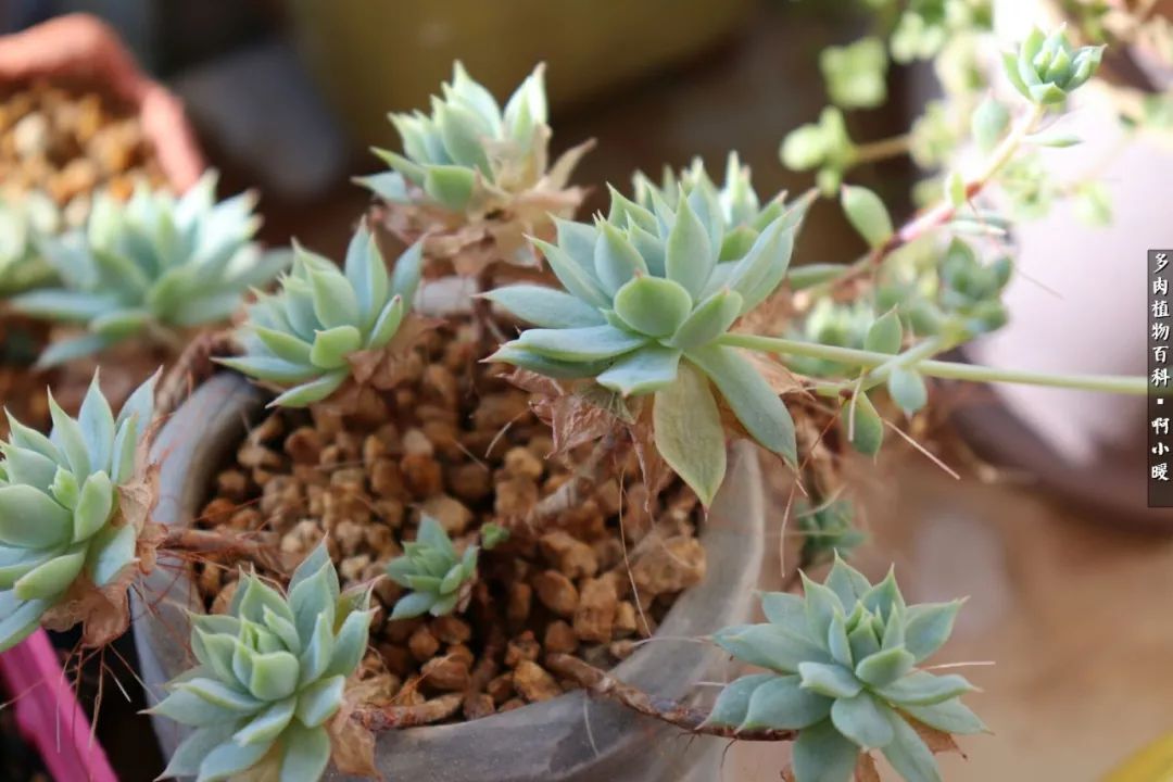 多肉小苗服盆几天浇水,拇指盆的多肉怎么浇水