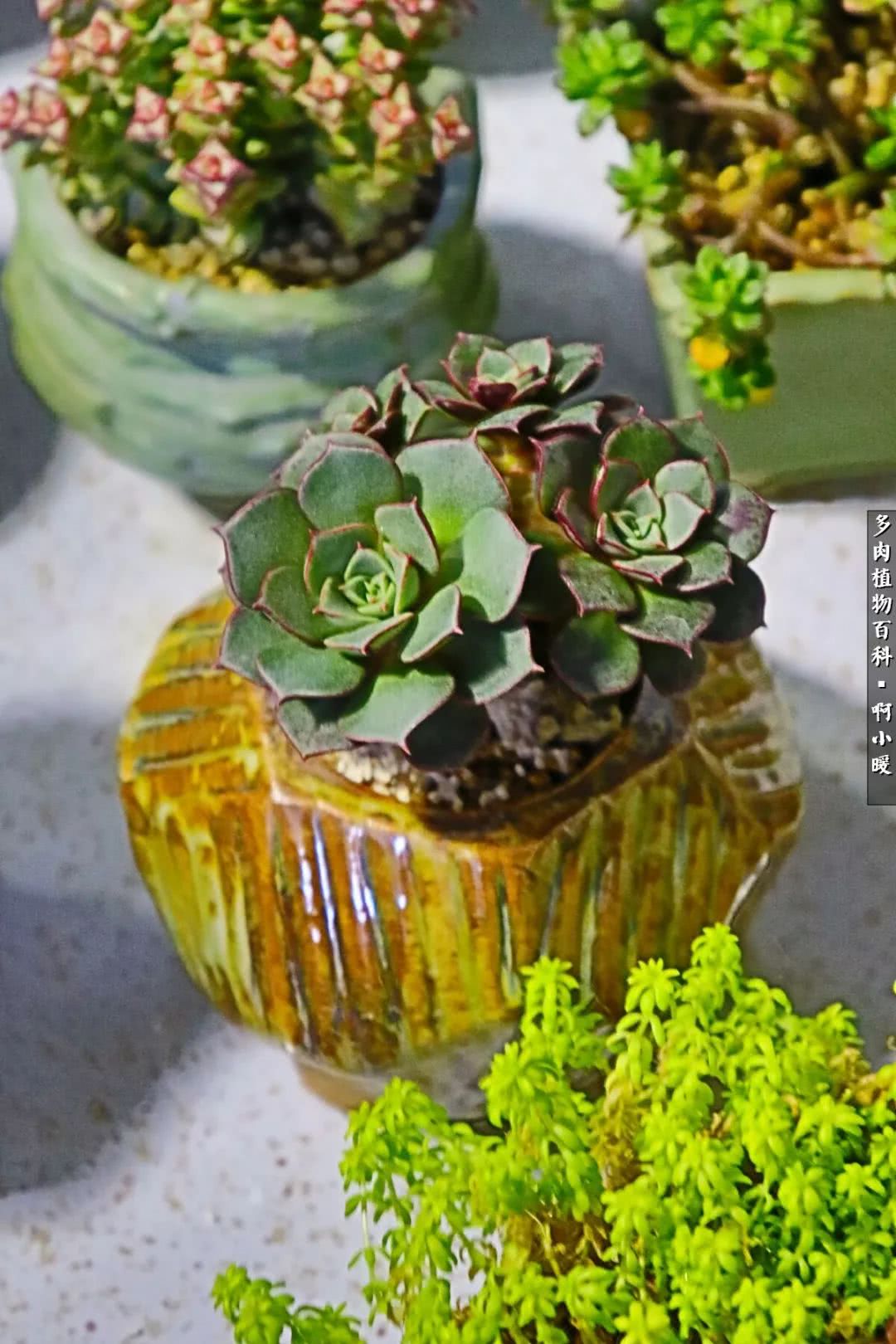 多肉小苗服盆几天浇水,拇指盆的多肉怎么浇水