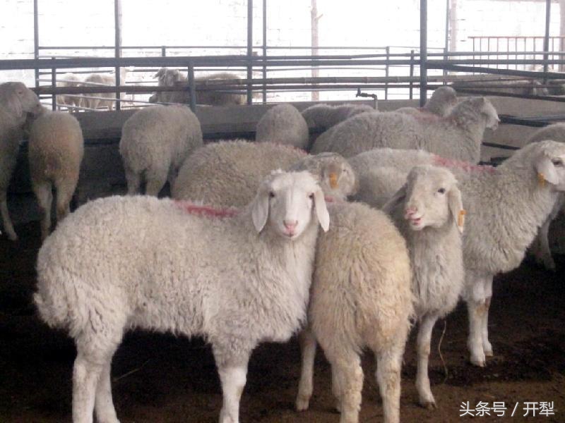 治疗羊肝虫特效药,羊肝蛭图片