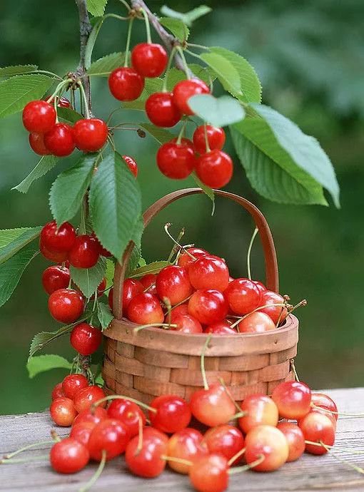 樱桃食用过多会中毒吗,樱桃吃多少会中毒