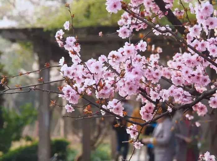 江浙寻花事,东南dx3自驾游