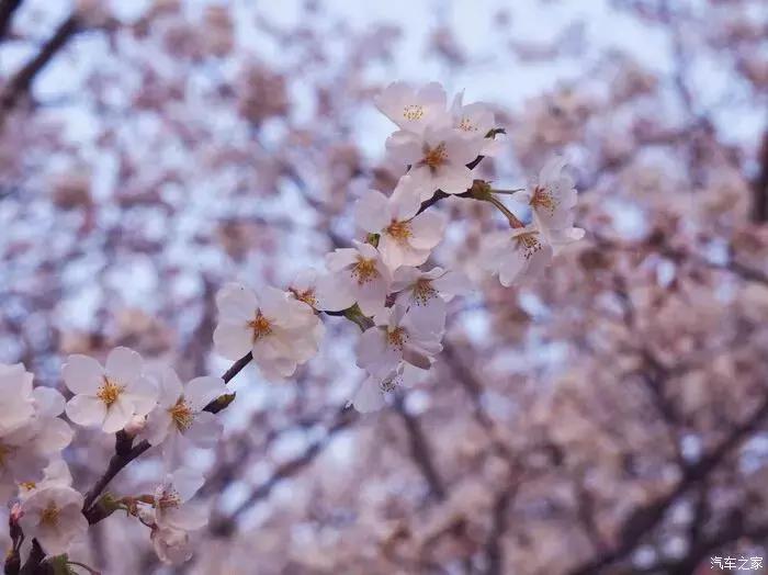 江浙寻花事,东南dx3自驾游