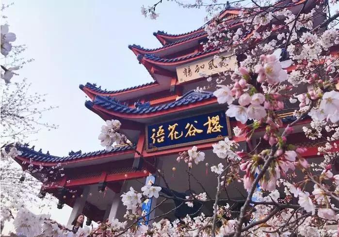 江浙寻花事,东南dx3自驾游