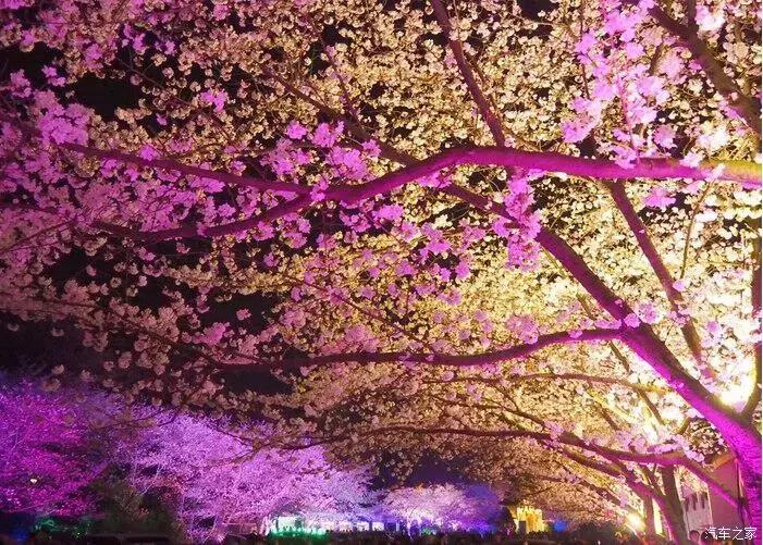 江浙寻花事,东南dx3自驾游