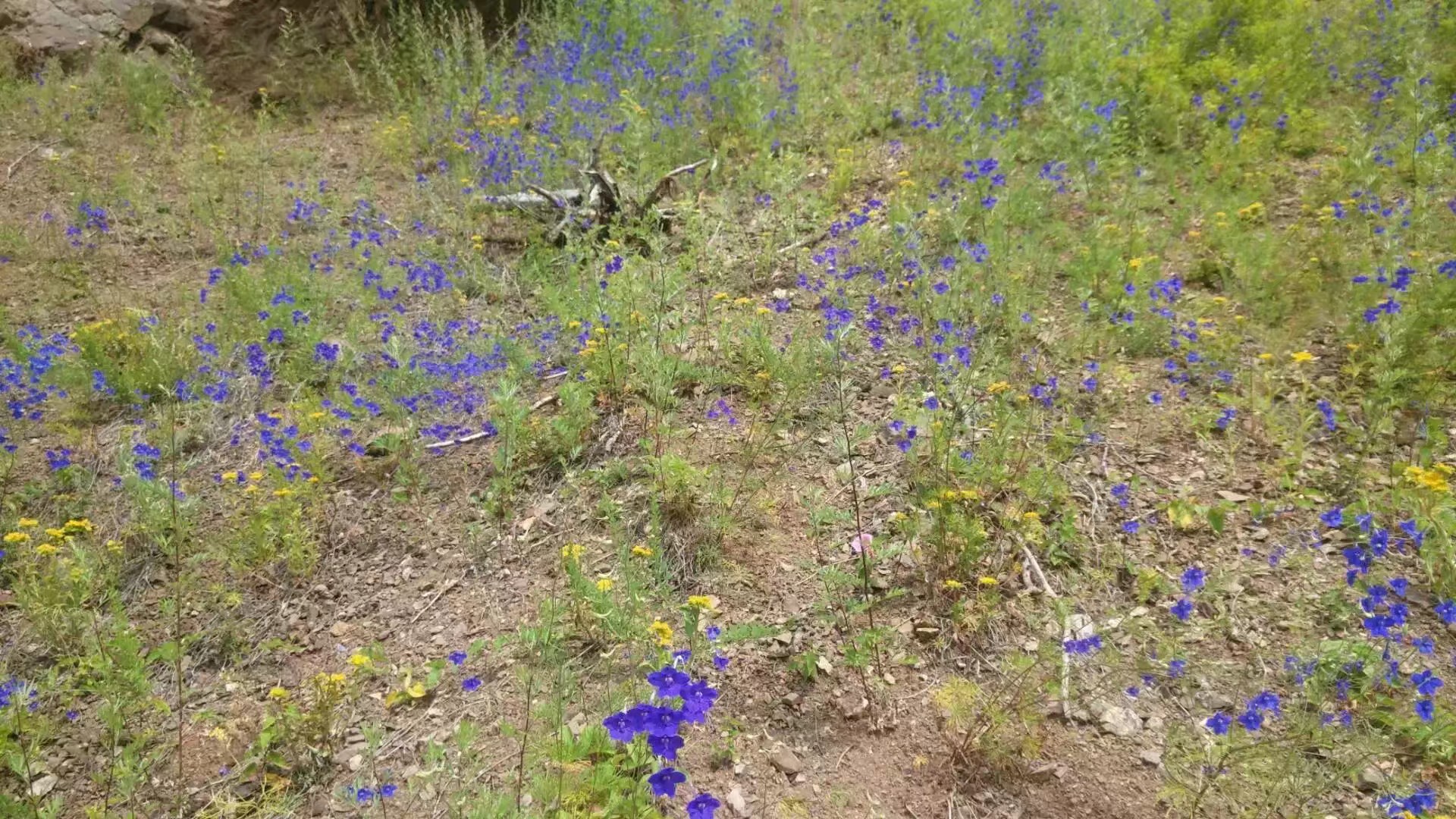 骑车去漠河旅游攻略,从漠河到呼伦贝尔自驾游攻略