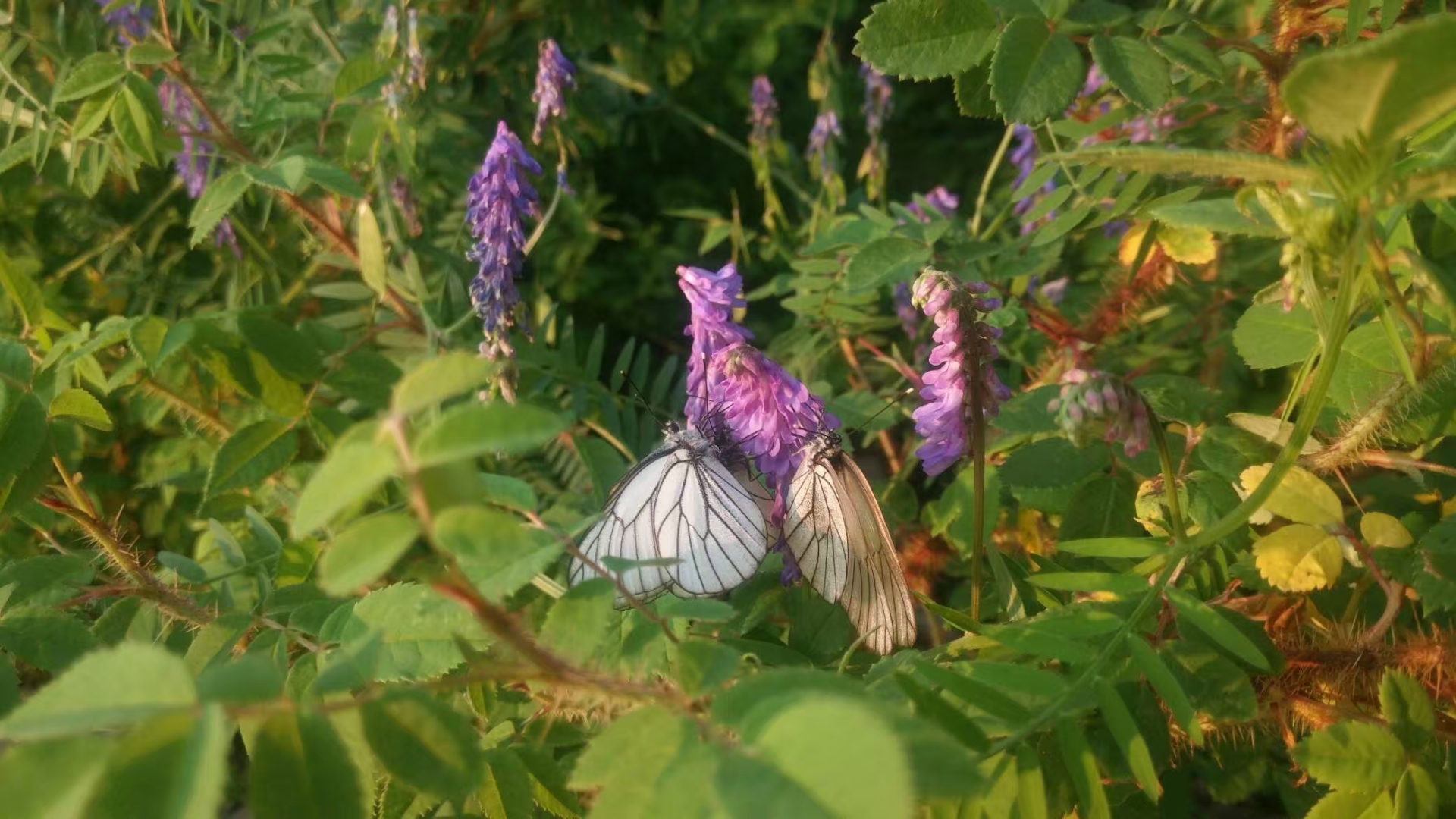 骑车去漠河旅游攻略,从漠河到呼伦贝尔自驾游攻略