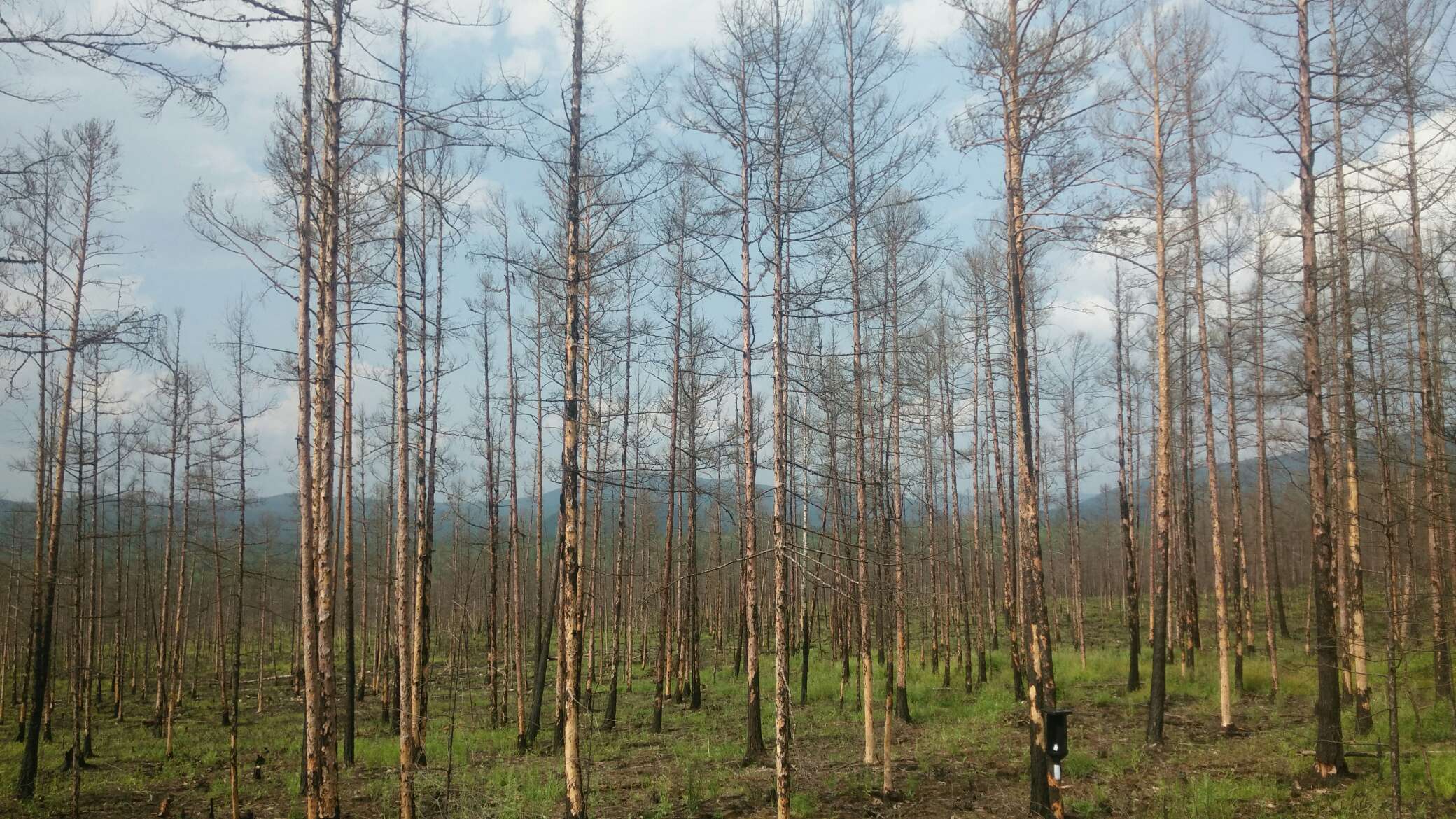 骑车去漠河旅游攻略,从漠河到呼伦贝尔自驾游攻略