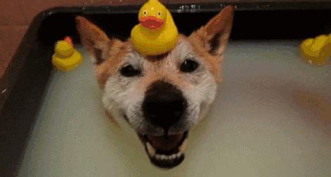 狗狗沐浴露便宜又好用,狗狗洗澡用孩子沐浴露