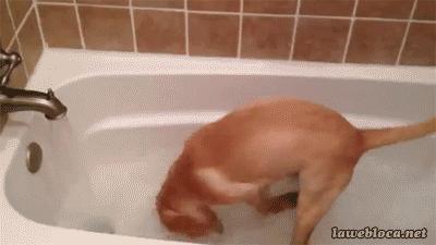 狗狗沐浴露便宜又好用,狗狗洗澡用孩子沐浴露