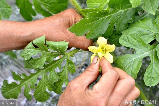 西瓜坐果最佳时间,西瓜开花结果的周期