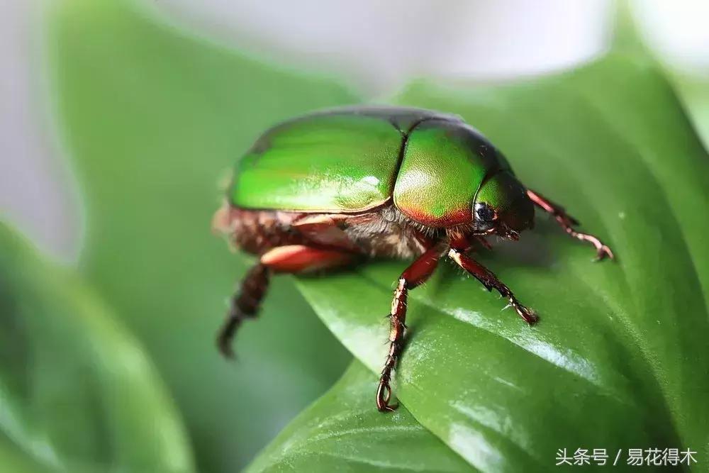 抗病虫害的盆栽花卉品种,花卉盆栽有病虫害怎么治虫