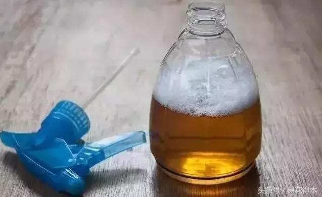 抗病虫害的盆栽花卉品种,花卉盆栽有病虫害怎么治虫