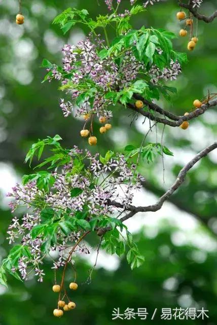 抗病虫害的盆栽花卉品种,花卉盆栽有病虫害怎么治虫