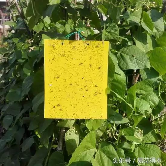 抗病虫害的盆栽花卉品种,花卉盆栽有病虫害怎么治虫