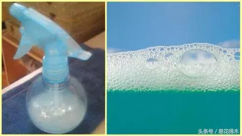 抗病虫害的盆栽花卉品种,花卉盆栽有病虫害怎么治虫