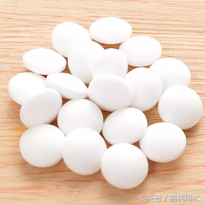 抗病虫害的盆栽花卉品种,花卉盆栽有病虫害怎么治虫