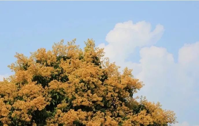 最真实的荔枝花海,广州荔枝花海