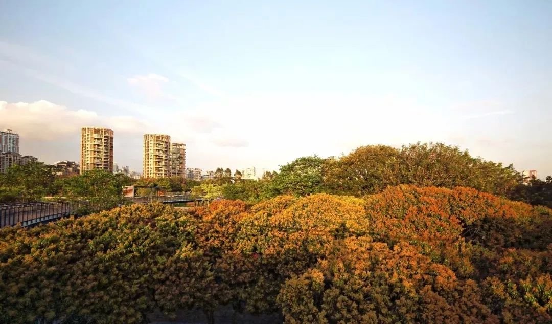 最真实的荔枝花海,广州荔枝花海