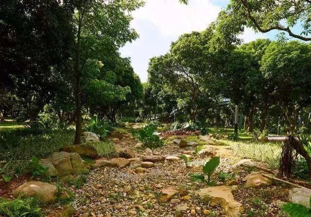 最真实的荔枝花海,广州荔枝花海