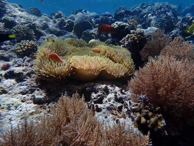帕劳水下摄影最佳时间,帕劳海上旅游攻略