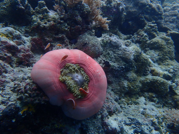 帕劳水下摄影最佳时间,帕劳海上旅游攻略
