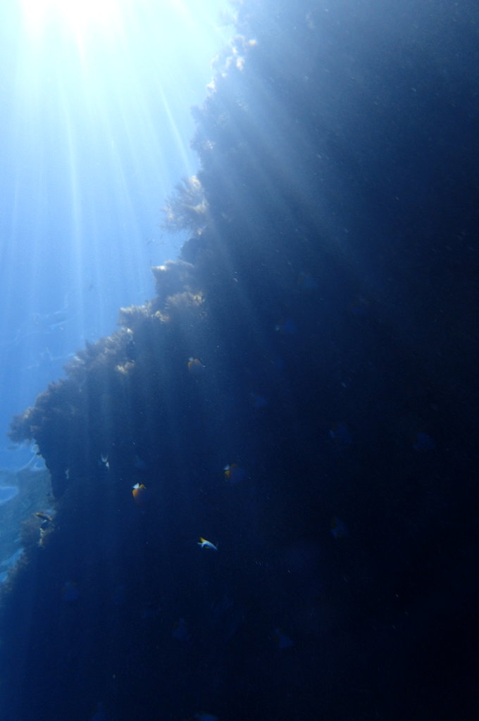 帕劳水下摄影最佳时间,帕劳海上旅游攻略