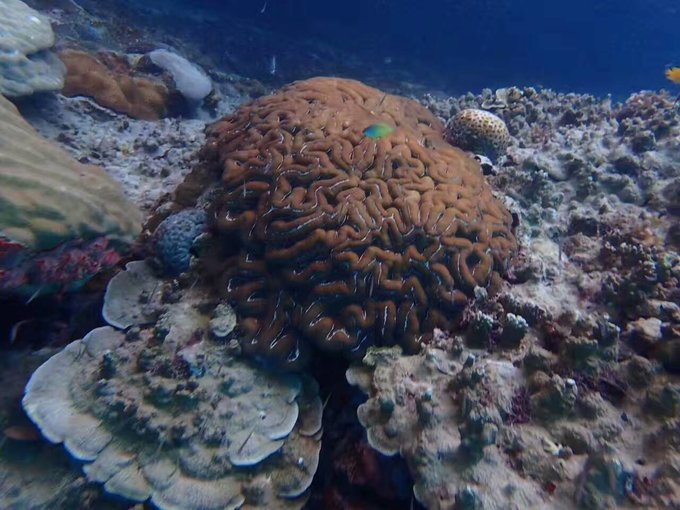 帕劳水下摄影最佳时间,帕劳海上旅游攻略