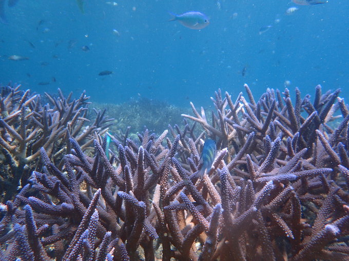 帕劳水下摄影最佳时间,帕劳海上旅游攻略