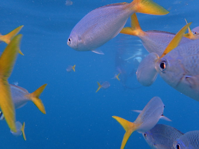 帕劳水下摄影最佳时间,帕劳海上旅游攻略