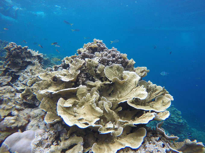 帕劳水下摄影最佳时间,帕劳海上旅游攻略