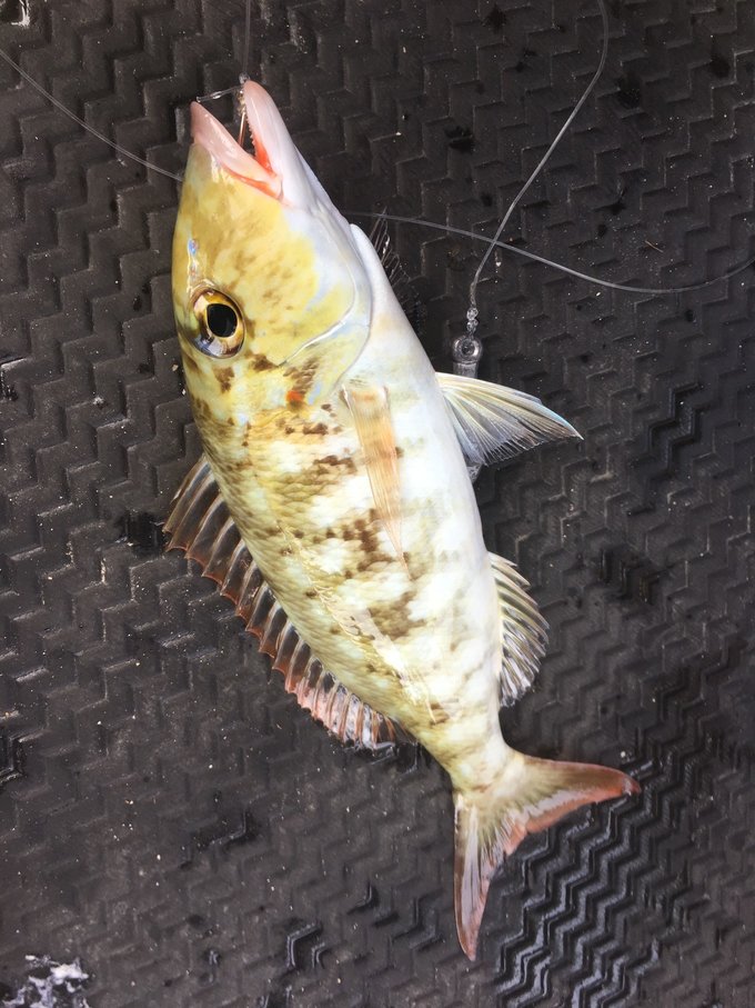 帕劳为什么这么值得去,帕劳必须要去的地方