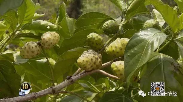 为什么热带的水果又甜又好吃,又酸又苦的热带水果