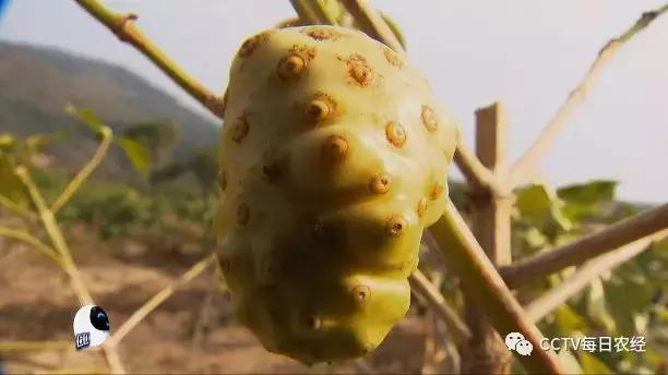 为什么热带的水果又甜又好吃,又酸又苦的热带水果