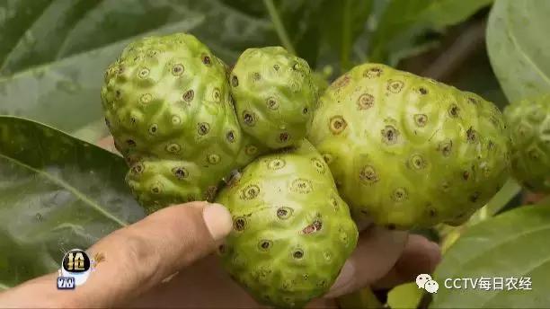 为什么热带的水果又甜又好吃,又酸又苦的热带水果