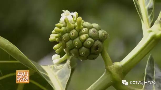 为什么热带的水果又甜又好吃,又酸又苦的热带水果