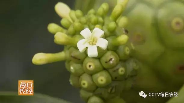 为什么热带的水果又甜又好吃,又酸又苦的热带水果