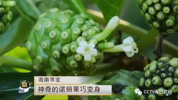 为什么热带的水果又甜又好吃,又酸又苦的热带水果