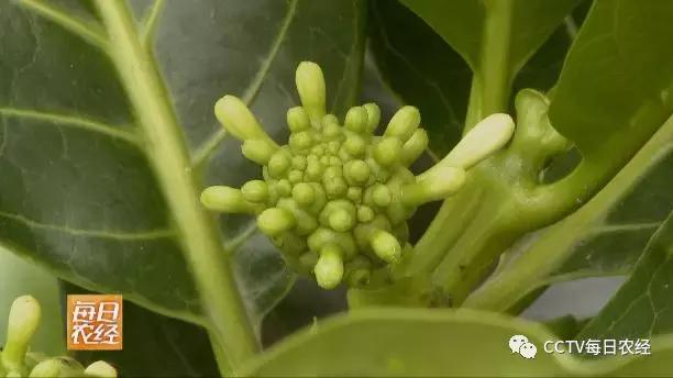 为什么热带的水果又甜又好吃,又酸又苦的热带水果