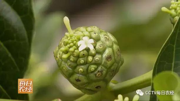 为什么热带的水果又甜又好吃,又酸又苦的热带水果