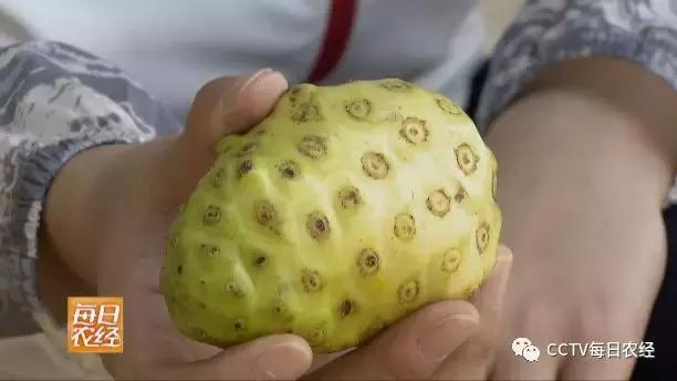 为什么热带的水果又甜又好吃,又酸又苦的热带水果