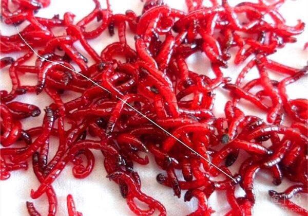 蚯蚓和红虫使用方法,鲜活红虫蚯蚓野钓好用不