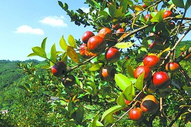 市场用途广,经济效益高,售价逐年看涨,今年不如就种它