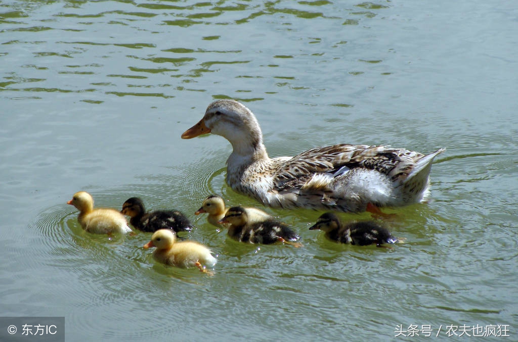 家有万担粮不养扁嘴王的意思,农村俗语家有万担粮