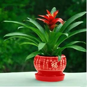 鸿运当头叶子枯萎了怎么修剪,鸿运当头叶子枯萎了怎样水培