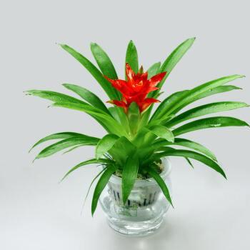 鸿运当头叶子枯萎了怎么修剪,鸿运当头叶子枯萎了怎样水培