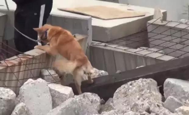 孤独的男男女女,和他们的狗