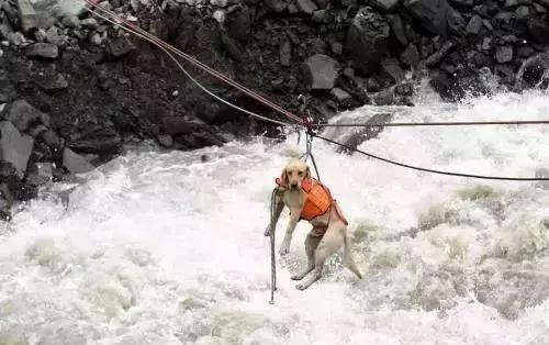 孤独的男男女女,和他们的狗