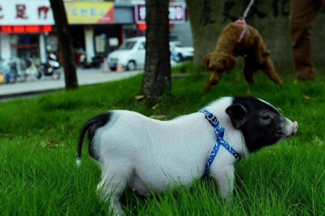 四川大学女生宿舍养猪,大学寝室养猪